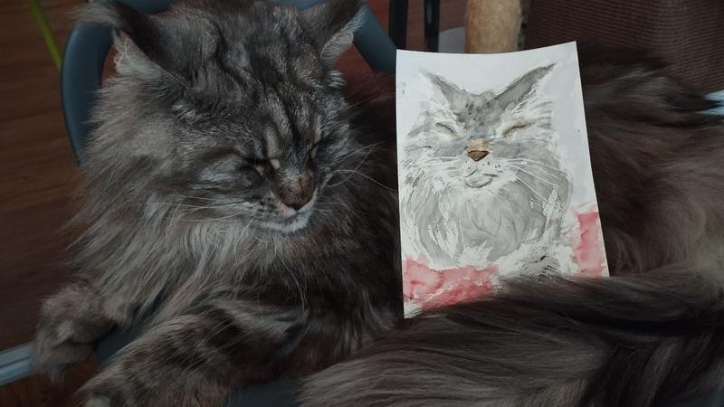 Photo d'une maine coon grise qui dort. Sur elle est posé son portrait à l'aquarelle