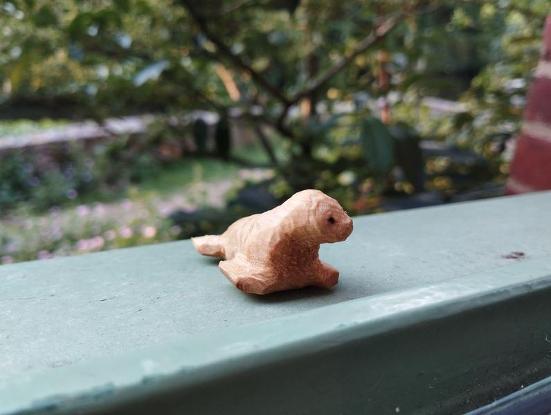 Autre profil du phoque