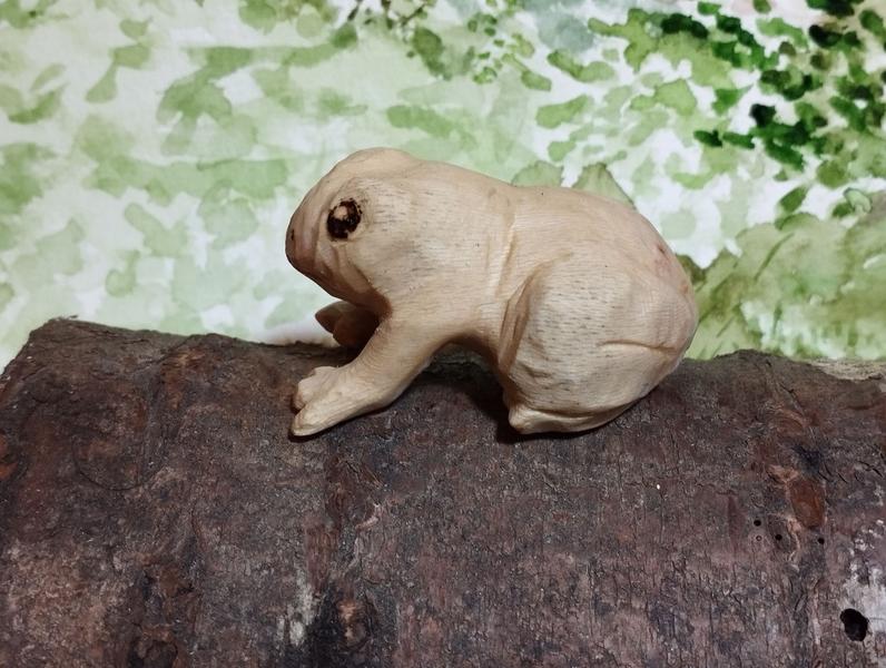 la même grenouille vue de profil