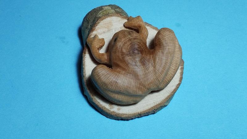 La grenouille vue de dessus