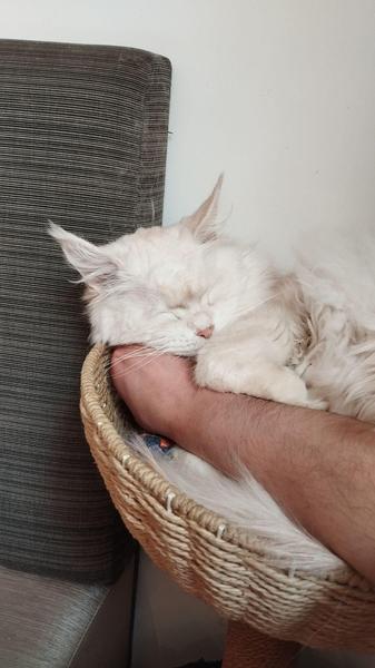 Photo d'un gentil maine coon qui dort dans un panier, en s'appuyant contre un bras