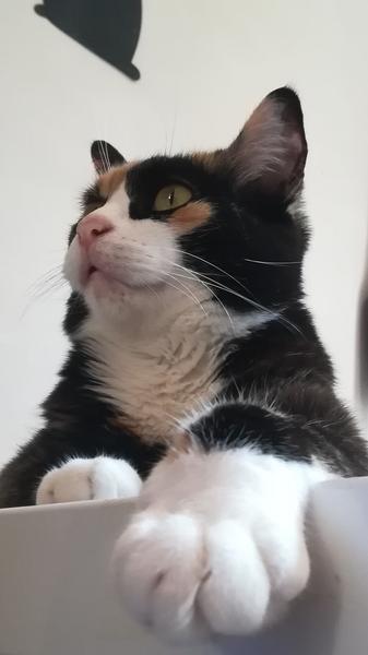Photo de Nola, chatte tricolore qui pose sa patte avant gauche, chaussette blanche sur le rebord d'un meuble 