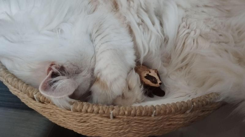 Le chat en boule, un blaireau sort de l'amas de poils