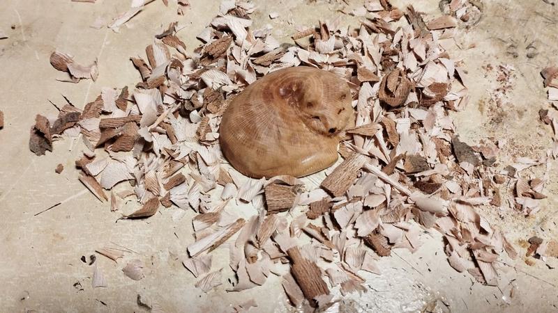 Une sculpture en bois de chat au milieu de copeaux. Le char est en boule, la tête légèrement levée