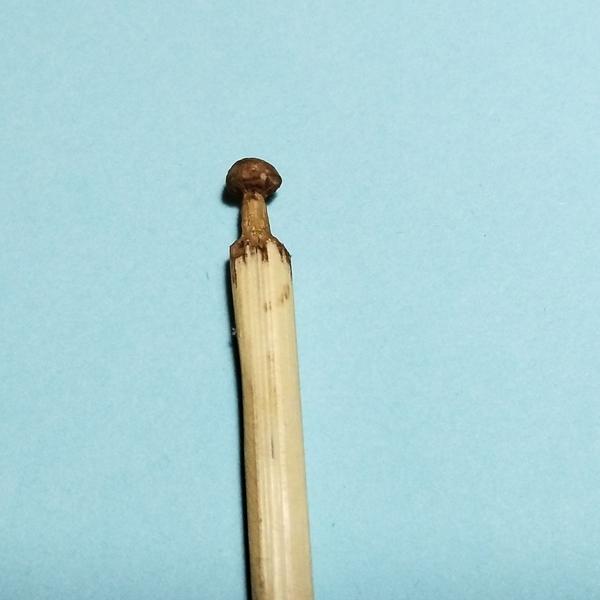 Gros plan sur le champignon 