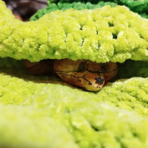 Un tanuki en nous caché sous un bonnet vert 