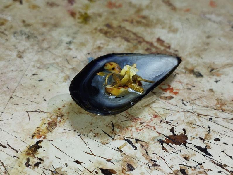 Scène miniature : un poulpe attaque un bateau. Le bateau et le poulpe sont tout petit : ils sont dans une coquille de moule