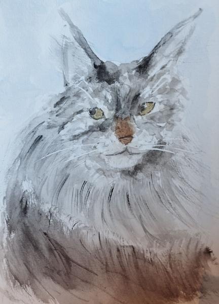 Une aquarelle d'une Maine coon grise 