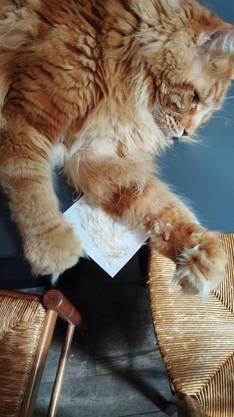 Photo du maine coon qui protège son portrait avec ses patounes