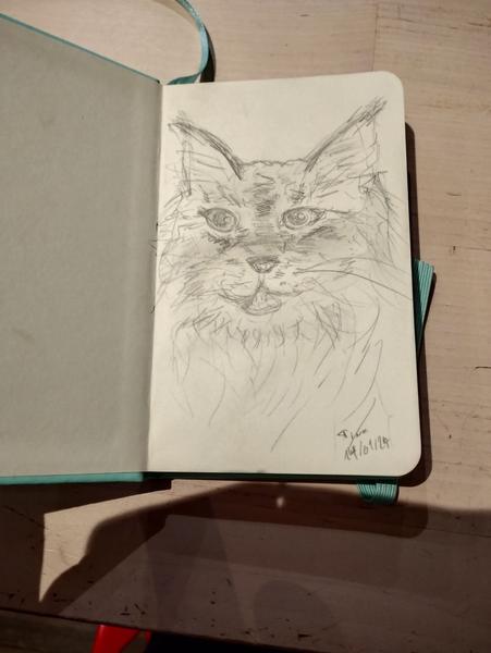 Dessin au crayon gris d'une main coon grise 