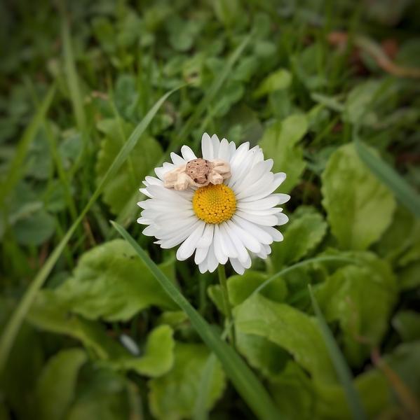 Une petite grenouille en bois sur une fleur de paquerette 