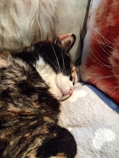 Tête d'une chatte tricolore, qui dort avec un grand sourire