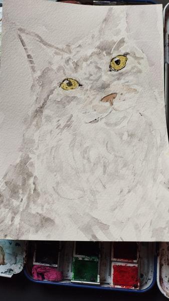 Aquarelle d'une maine coon grise et blanche