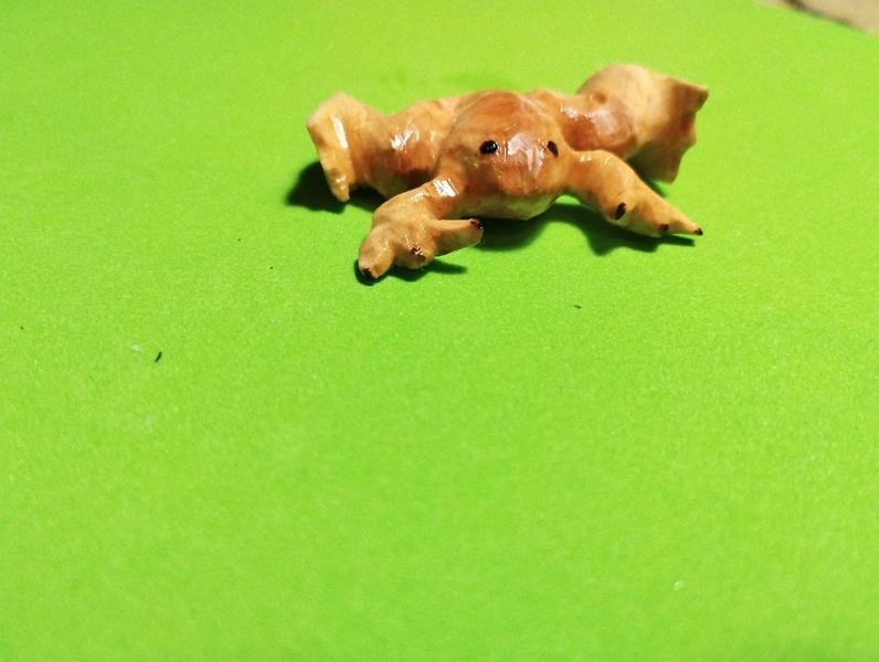 Un xénope, petite grenouille aquatique en bois, vu de face