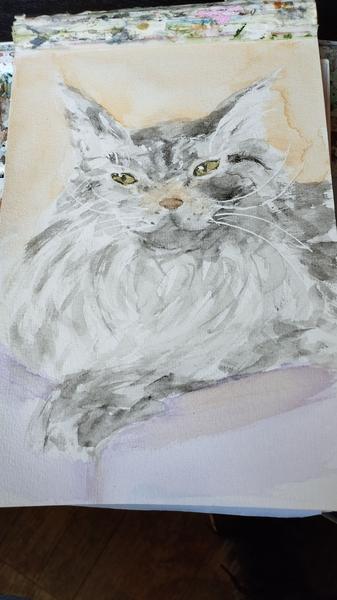 Aquarelle de la maine coon 