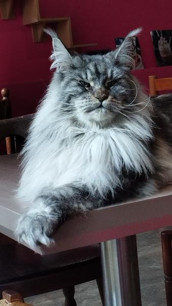 Photo d'une maine coon grise qui pose le regard fier