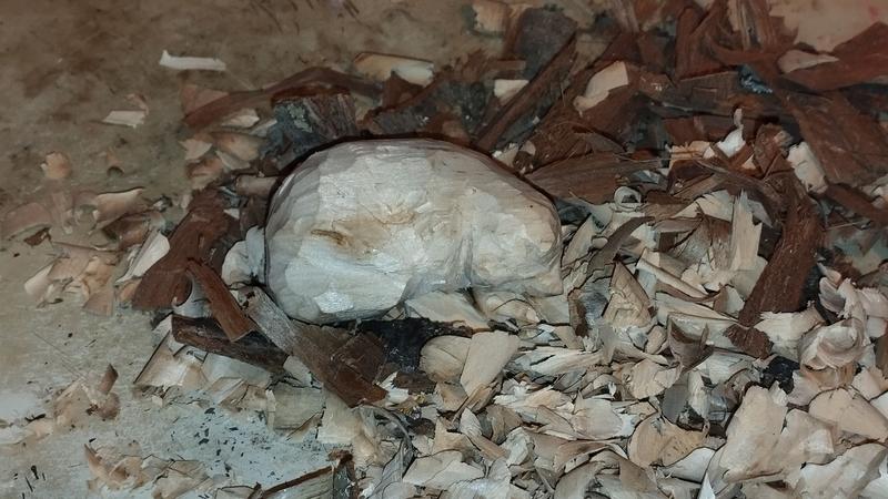 Une sculpture de chat pas finie. Le chat dort en (demi) boule. La sculpture est sur un lit de copeaux