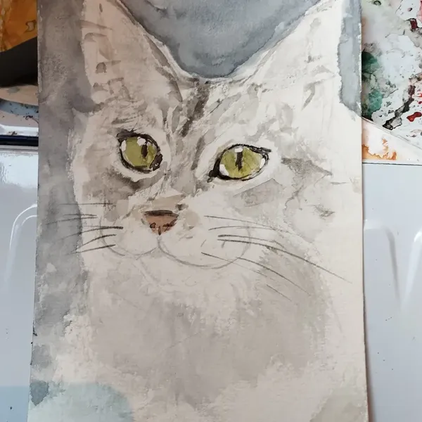 Aquarelle d'une Maine coon grise et blanche 