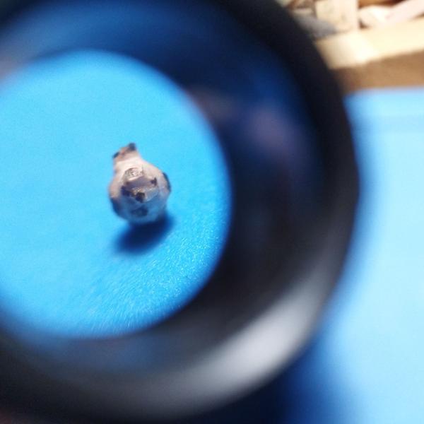 Vue un peu flou de la poule à travers une lentille grossissante