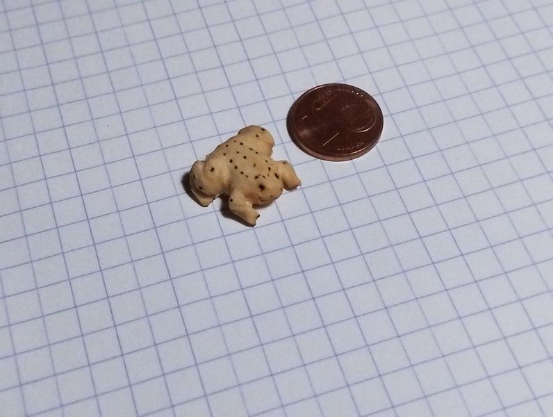 Autre vue de la grenouille 