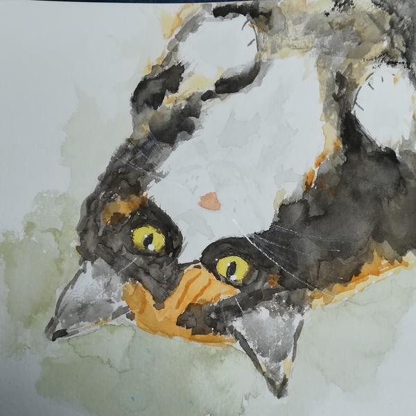 Aquarelle d'une chatte tricolore 