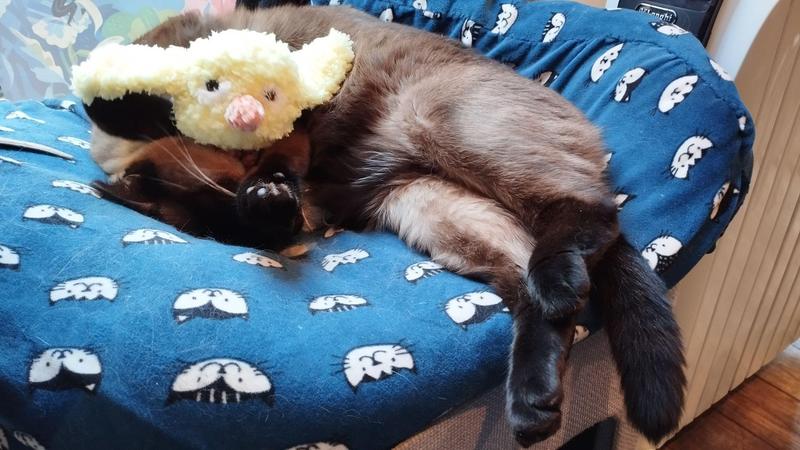 Photo d'un chat siamois sauvagement agressé par un poussin au crochet