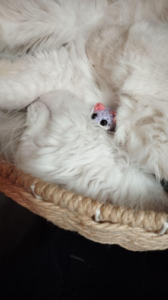 La souris dans le cou du chat