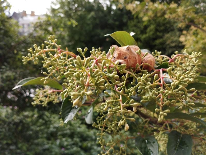 Même sculpture sur une branche de sureau 