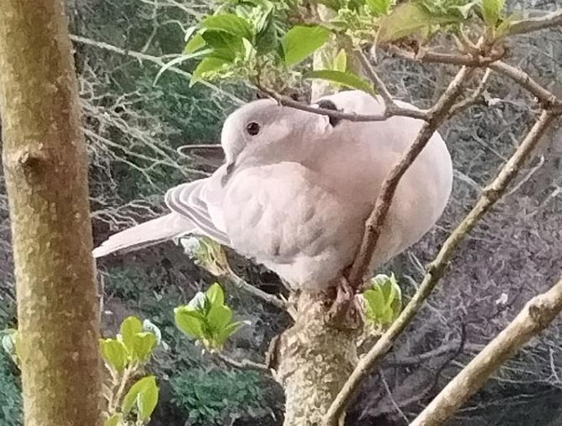 Photo d'une tourterelle. Elle est posée sur une branche. Son corps est de profil, mais elle retourne sa tête, bec aligné avec sa queue. Elle regarde vers la caméra