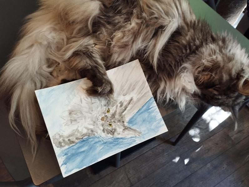 Photo de la maine coon grise qui dort, une patte sur son portrait