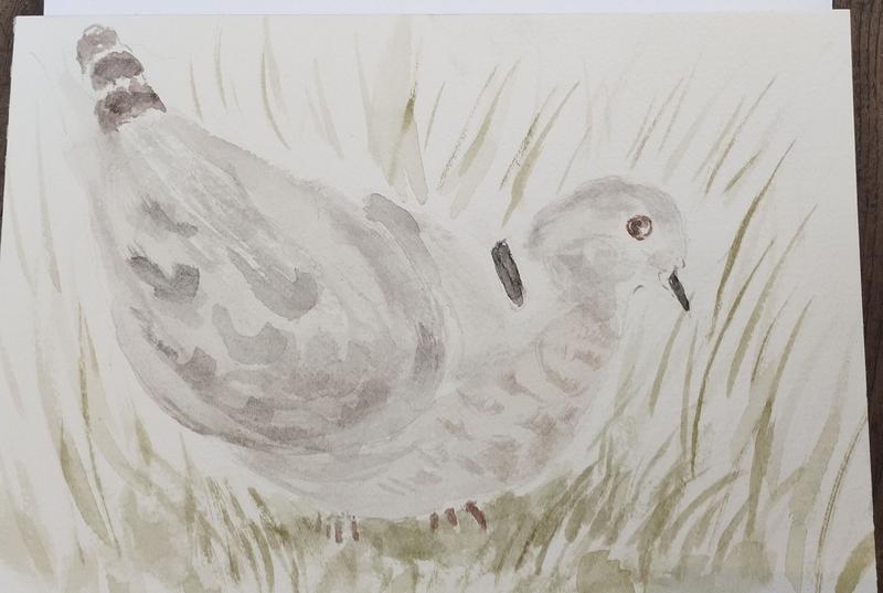 Aquarelle d'une tourterelle