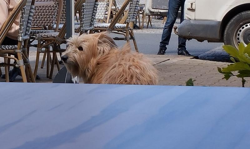 Photo d'un chien berger des Pyrénées beige 