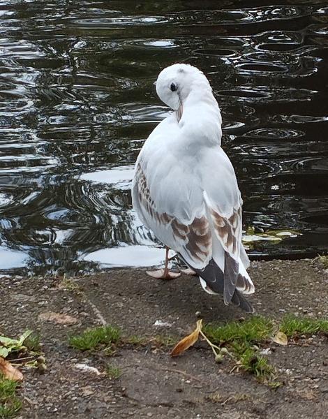 Photo d'une mouette mélanocéphale vue de dos. Elle replie sa tête sur son cou