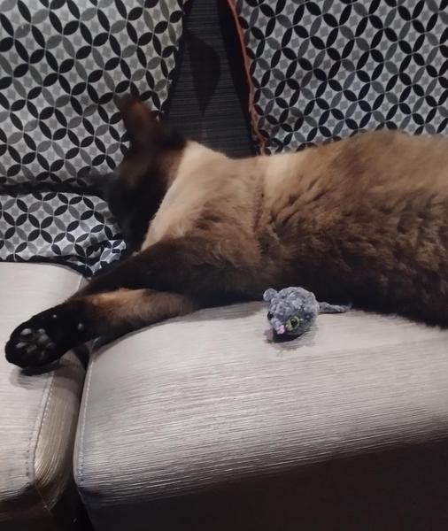 Photo d'une chatte siamoise qu8 dort, devant elle se tient une petite souris crochetée