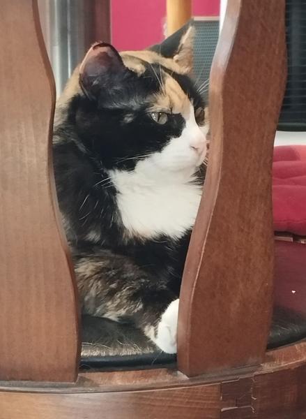 Photo de Nola, chatte tricolore, assise sur une chaise. Elle regarde fièrement vers son royaume, la patoune blanche appuyée contre le dossier 
