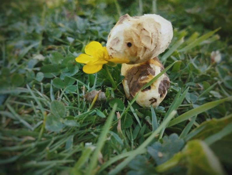 Deux cochons d'inde en bois. Le plus clair est posé sur le deuxième pour manger un bouton d'or