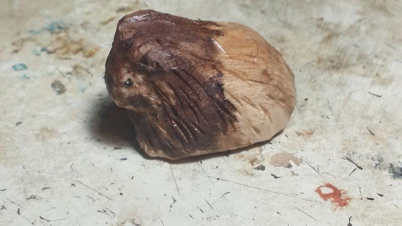 Autre profil du cochon d'Inde