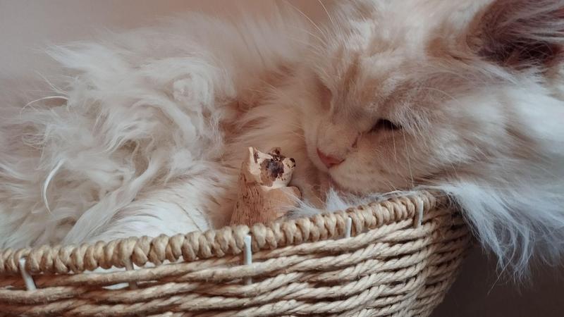 Un beau maine coon blanc dans son panier, au creux de ses pattes, un raton laveur en bois