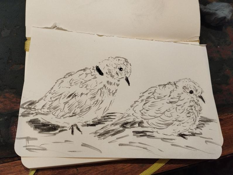 Dessin aux feutres gris de deux tourterelles, dont un juvénile tout piou