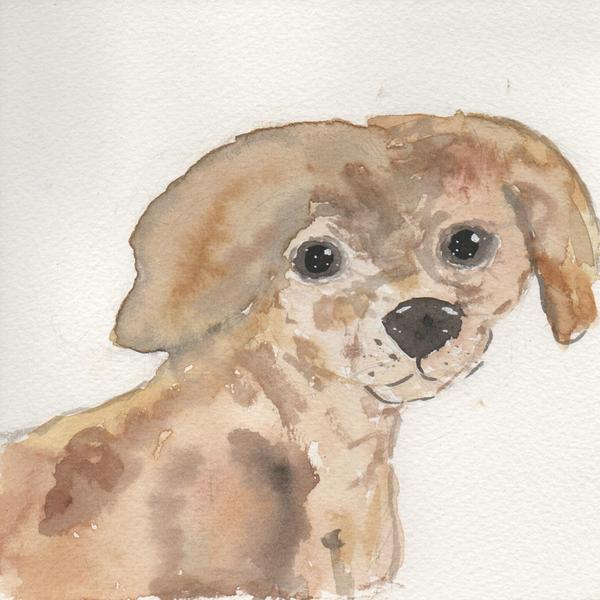 aquarelle d'un chien qui ressemble un peu à un jeune cocker