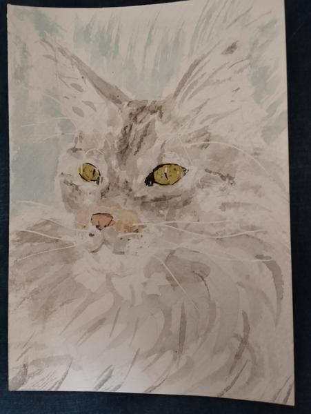 Aquarelle d'une Maine coon grise et blanche, yeux jaune vert 