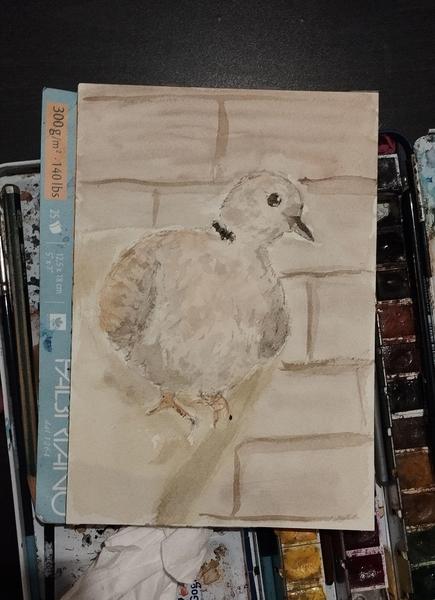 Aquarelle d'une tourterelle
