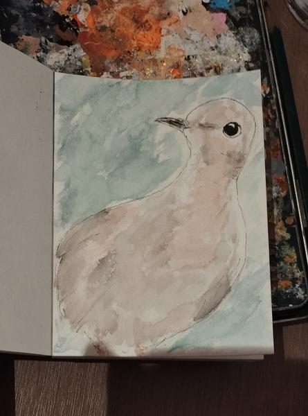 Aquarelle d'une tourterelle qui regarde nous regarde avec intérêt